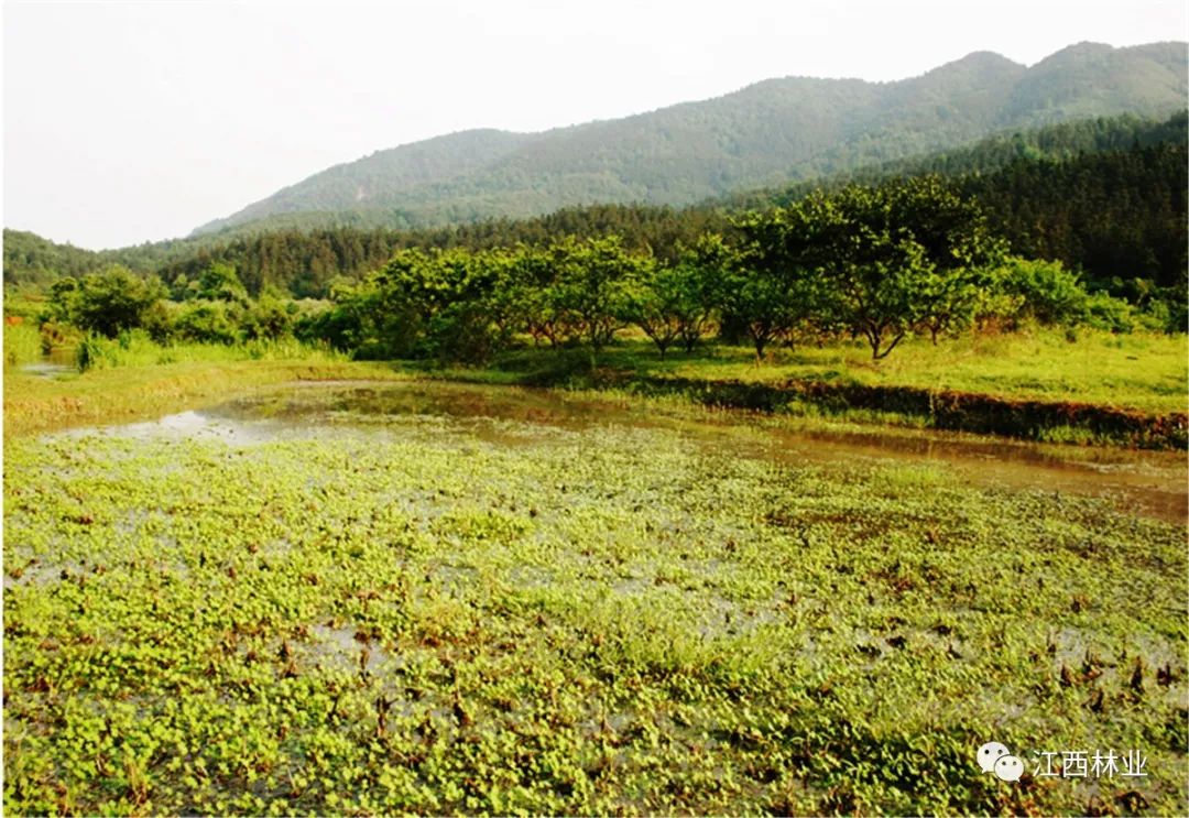 福建省湿地占补平衡管理办法，科技成语助力管理与落实界面更新至3.466版本